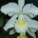 Cattleya trianae Alba
