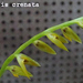 Pleurothallis crenata