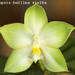 Phalaenopsis bellina 'alba'
