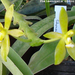 Phalaenopsis cornu-cervi album