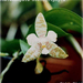 Phalaenopsis hierogliphyca