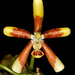 Phalaenopsis kunstleri