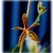 Phalaenopsis mannii 2
