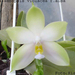 Phalaenopsis violacea f.alba