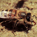 Méhecske a homokban