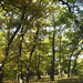 Soproni park erdő őszel