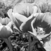 Tulipán feketén-fehéren