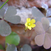 Trifolium virága :)