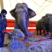 eotvos cirkusz elefantok meglancolva 2