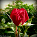 Piros rózsám