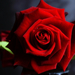 Egy szál rózsa