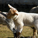 Játékos bárány