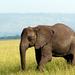 Elefántok füves tájon