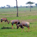 Lantszarvú antilopok