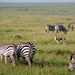 Zebrák és Thomson gazella