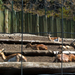 Veszprémi állatkert Antilopok