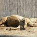 Veszprémi állatkert Egypupú teve