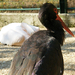 Veszprémi állatkert Fekete gólya