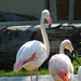 Veszprémi állatkert Flamingók