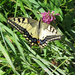 Fecskefarkú lepke - Papilio machaon