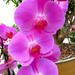 Orchidea 21