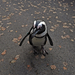 Album - Pingvin séta