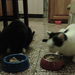 Egymás mellett eszik két macska