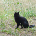 Fekete macska, és egy szegény babacica