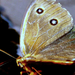 Éjjeli pillangó
