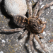 Petezsákos pók kőrísbogár egyebek 052