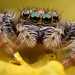 Salticidae (Ugrópók) 2