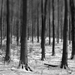 Téli erdő a Magas tax-nál