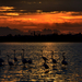 Flamingók a naplementében