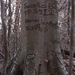 1601010032 Határőr emlék egy öreg fán