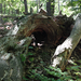 IMG 3073 Elszáradt fa a Vas-hegyi erdőben
