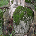 DSCF0049 Sziklát ölelő fa