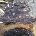IMG 6839 Betűzőszú rágta-pusztította fenyőfa kéreg