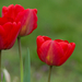 Nyílnak a tulipánok