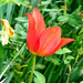 Pirosló tulipán