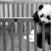 panda-cutes