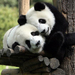 Panda szeretet