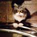 hairy-cat-death-stare-atchoum-14
