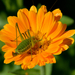 Közönséges virágszöcske (Leptophyes albovittata)