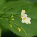 Kisvirágú nebáncsvirág (Impatiens parviflora)