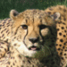gepard1 (1)