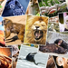 15803948-verschillende-dieren-collage