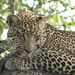 PICT4213w - Leopard jeune male (Matimba)- dans un arbre