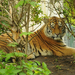 tiger-zoo-predator-animal