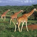 Tsavo-zsiráfok