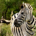 wild animals in africa zebras